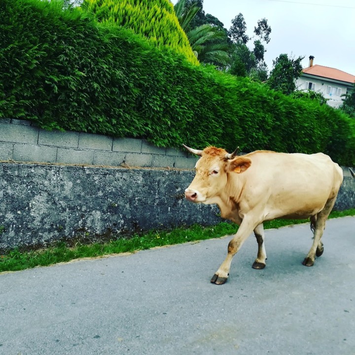 68306441_1435050273301396_7970531674339409920_n.jp