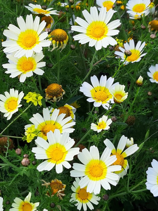 20200424_144300.jpg 20200424_144300.jpg