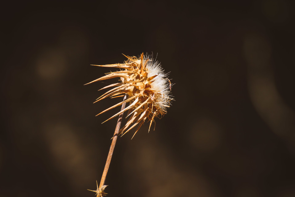 trilho das vinhas-39.jpg