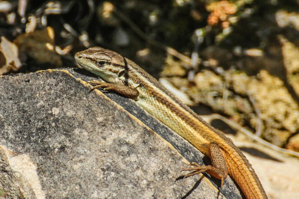 psammodromus algirus 2.jpg