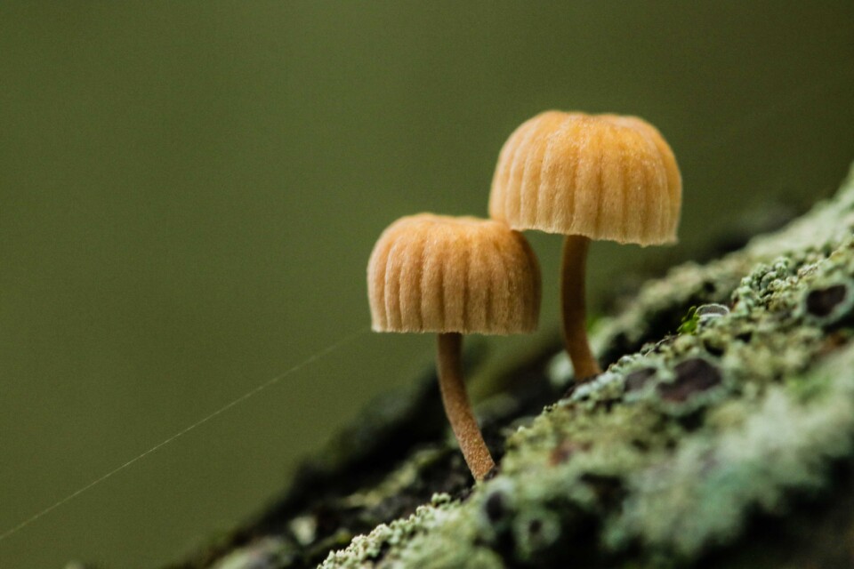 montachique cabeco 0.jpg