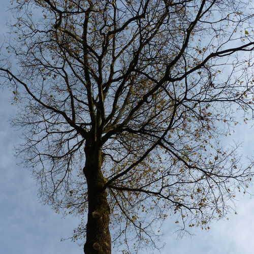 P1130683.JPG P1130683.JPG