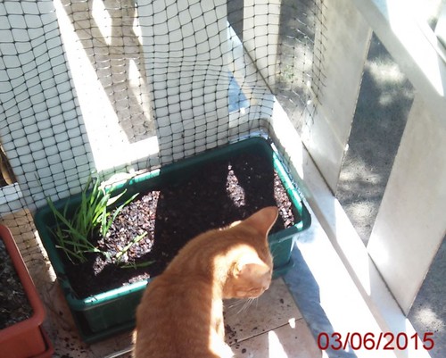 inspecionada.jpg inspecionada.jpg