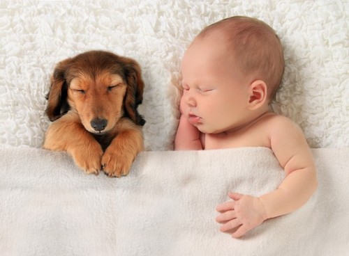 Imagem bebe e cão.jpg