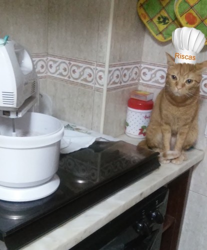 gato-cozinheiro02.jpg