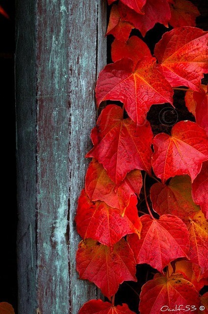 60467570_2134667016629159_1328343993498468352_n.jp