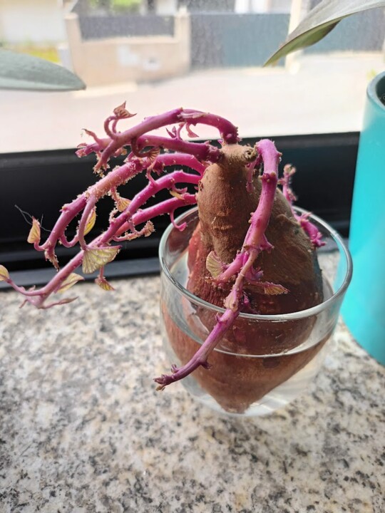 Não me canso disto_BATATA.jpg