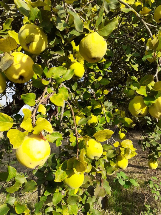 Marmelos. Foto original. 2021.09.23.jpg