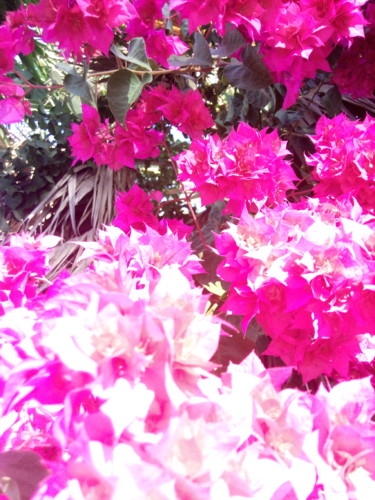 Flor_horta.jpg Flor_horta.jpg