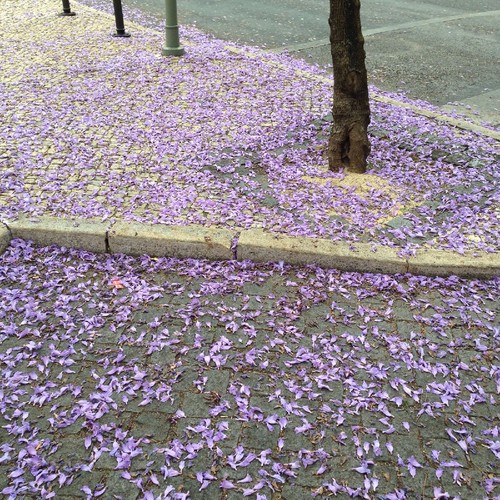 jacarandá.jpg