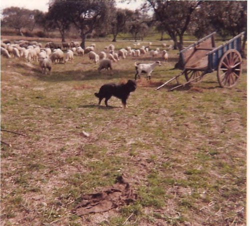 Rebanho... Foto de F.M.C.L. (início anos 80)