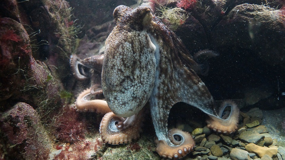 octopus-428745_960_720.jpg