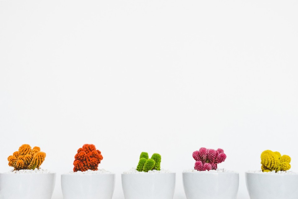 cactus_cacti_potted_minimal_minimalism-1286129.jpg cactus_cacti_potted_minimal_minimalism-1286129.jpg