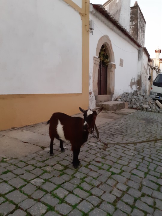 Cabrinha Sapadora. Foto Original. 2021.12.12.jpg