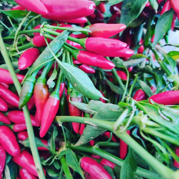 309586899_2423925314413882_4126203859139887979_n.j