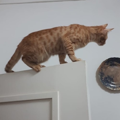 49522518_1783250401786905_3166134798372569088_n.jp