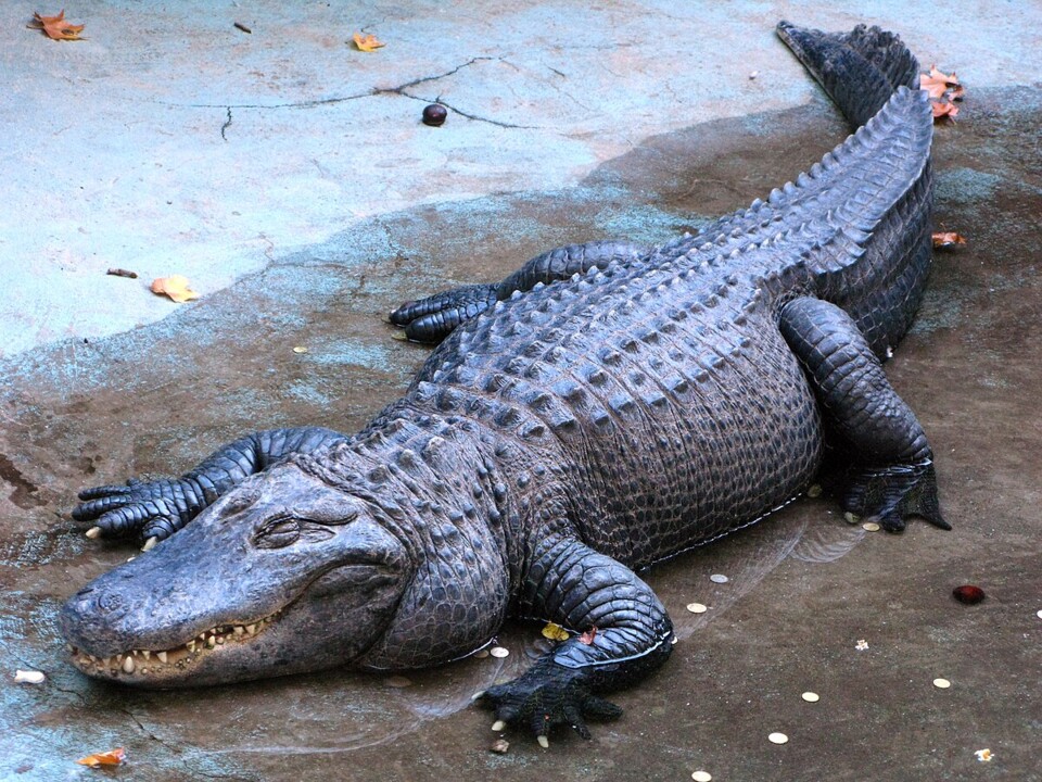 Alligator_Muja,_Belgrade_Zoo.jpg