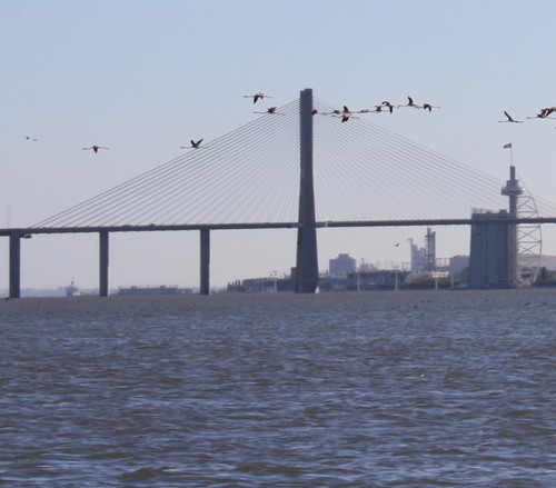 tejo2010 264.jpg