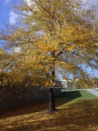 Ulmeiro. Original DAPL. 2017.jpg