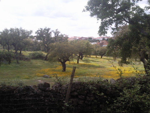 Primavera. Alagoa. Alentejo. Foto original DAPL. jpg