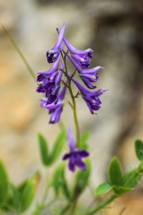 delphinium pentagynum 20.jpg