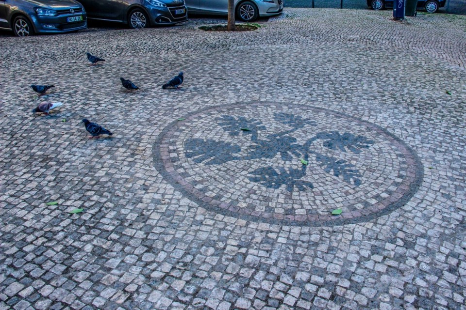 jardim cesario verde 5.jpg