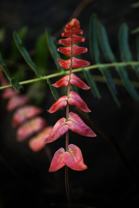 estufa fria dezembro 3.jpg