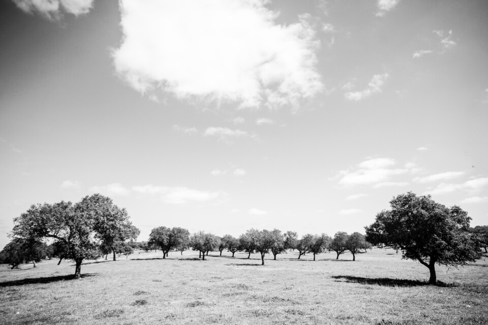 alentejo 13.jpg
