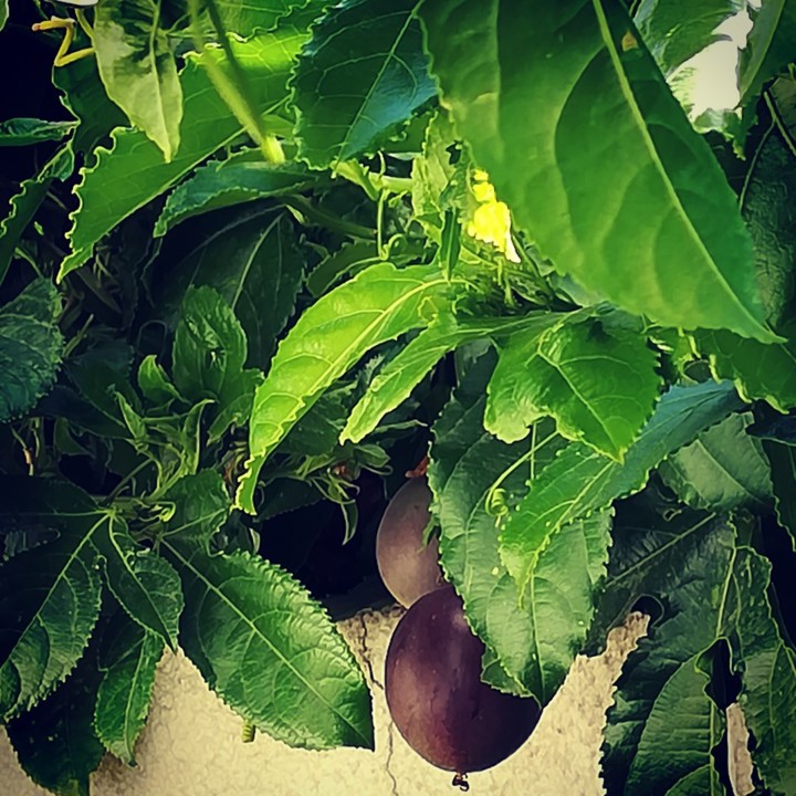 70029985_1461266530679770_2495985205727199232_n.jp