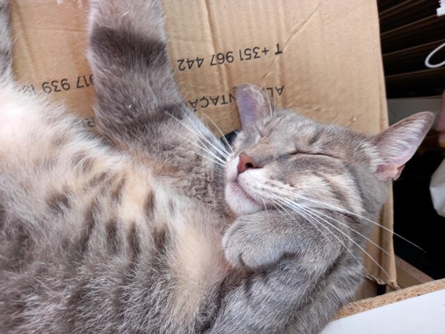 310097580_470942245057588_4342602722009147029_n.jp