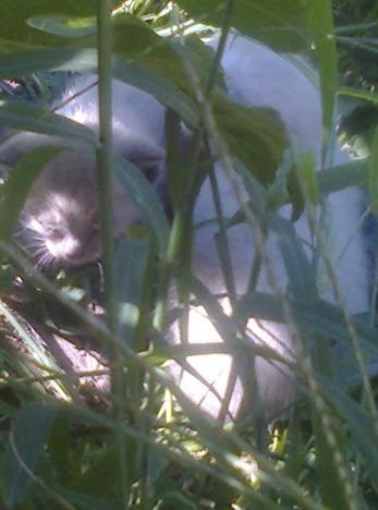 gatos-em-quintal-materno_VC-Agosto 2013_1.jpg