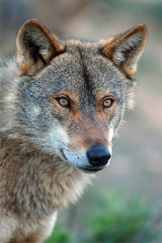 Perseguição ilegal ao Lobo Ibérico - Arco de Almedina