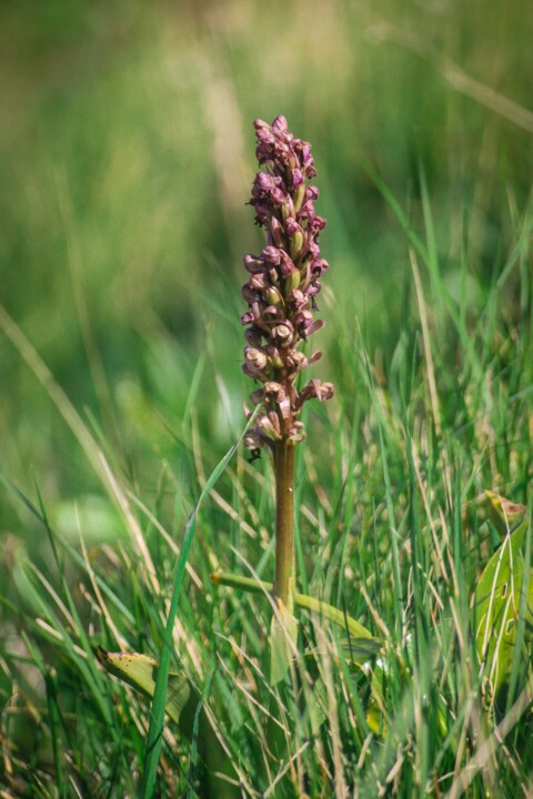 montachique marco 10 a.jpg