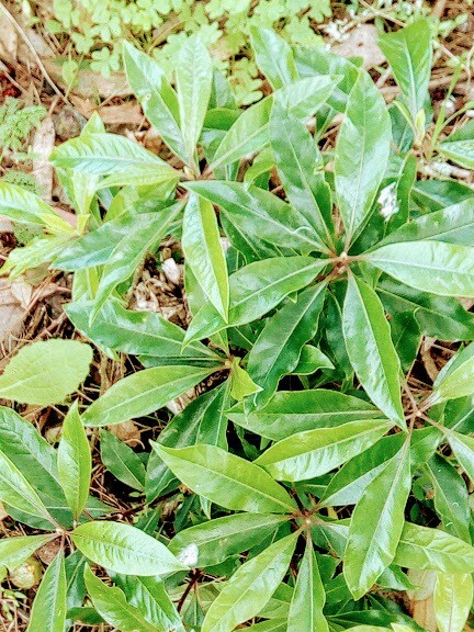 81973071_2806079626090253_1705455595399675904_n.jp