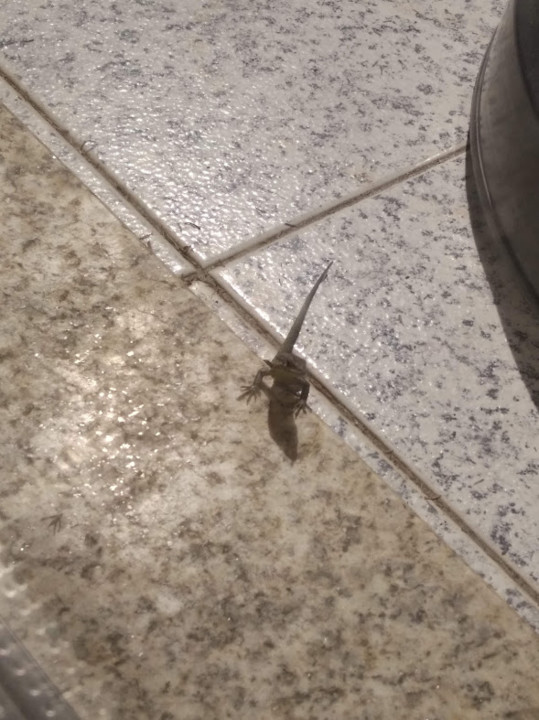 não_me_canso_disto_lagartixa2.jpg não_me_canso_disto_lagartixa2.jpg