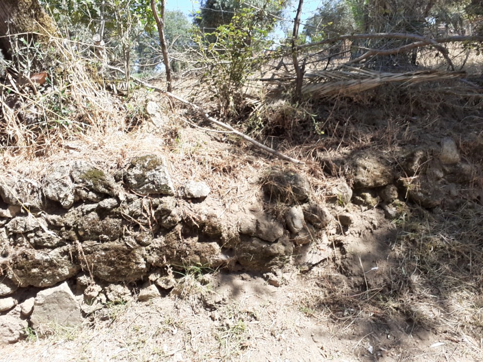 Ação dos javalis. Foto Original. 2021.07.08.jpg