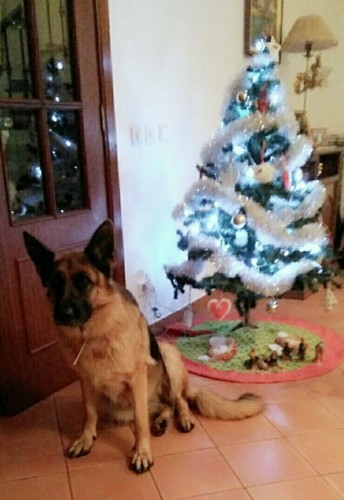 IMG_20181215_171313.jpg IMG_20181215_171313.jpg