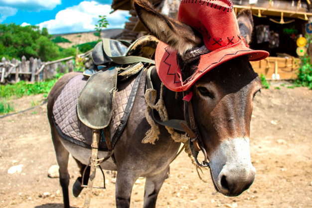 Burro de chapéu.jpg