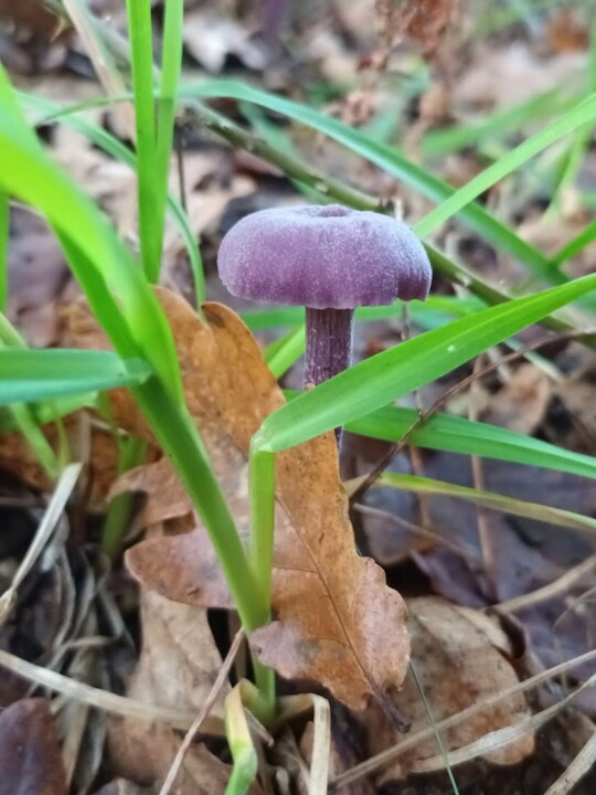 Não me canso disto cogumelo.jpg