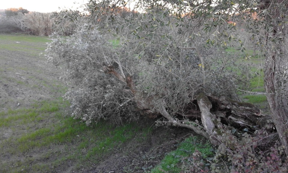 Oliveira caída 2019.jpg