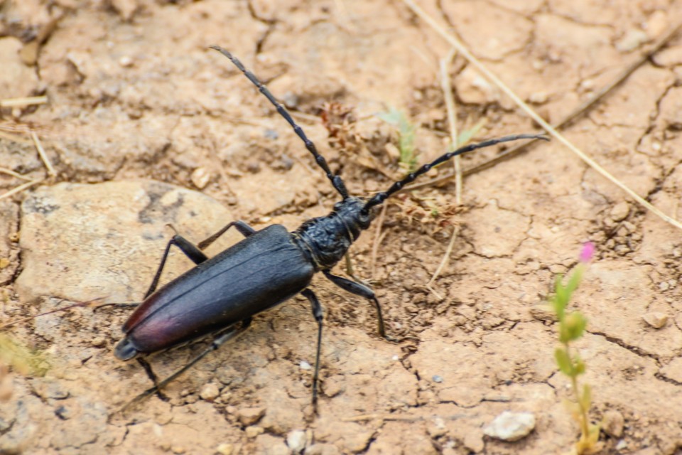 cerambyx cerdo 3.jpg