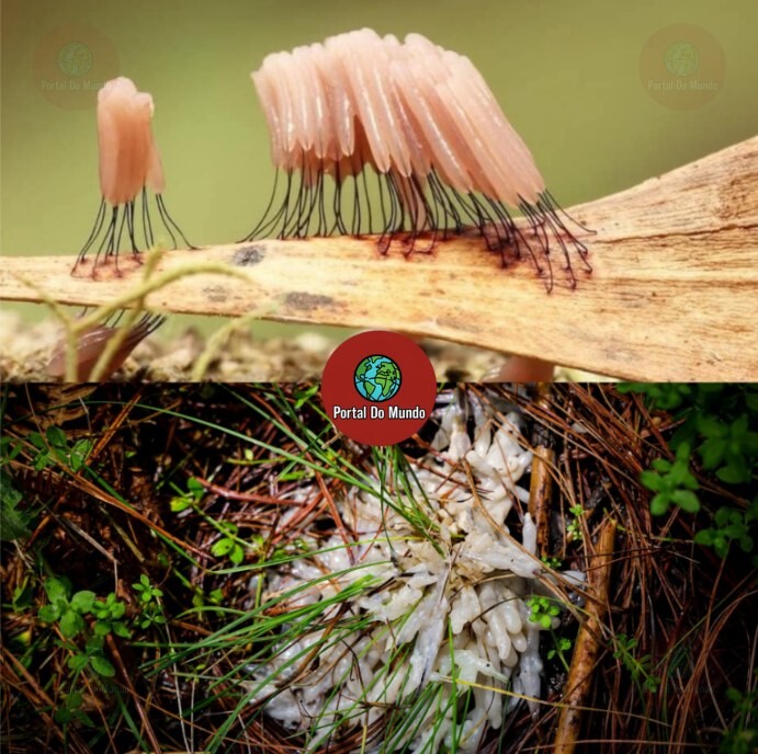 581158854_828372433105175_7602503017825073166_n.jp