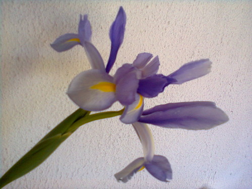 Fotografia0064.jpg Fotografia0064.jpg