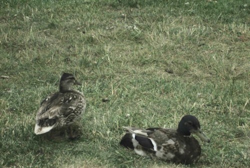 33059954_1652204861561479_813689005995458560_n.jpg 33059954_1652204861561479_813689005995458560_n.jpg