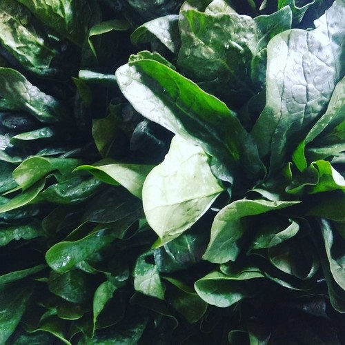 13174166_701663969973367_8067731650008278559_n.jpg 13174166_701663969973367_8067731650008278559_n.jpg