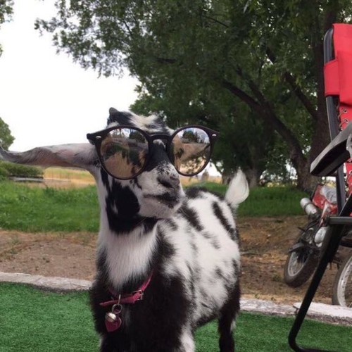 gorgeous as always.jpg gorgeous as always.jpg