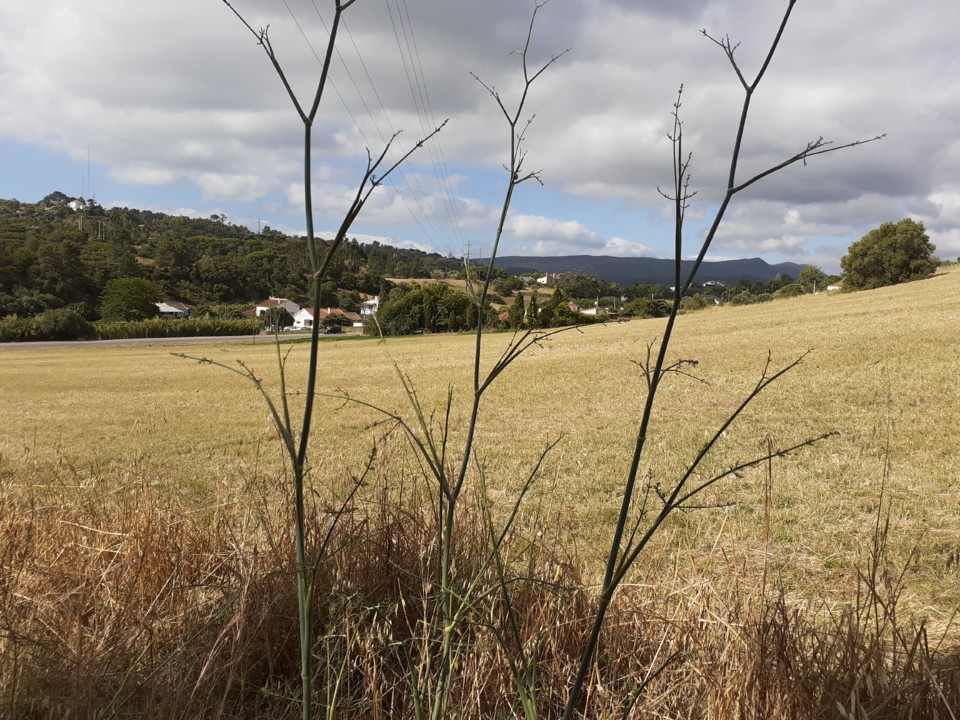 Encostas da Serra. Foto Original. 2021.06.22.jpg