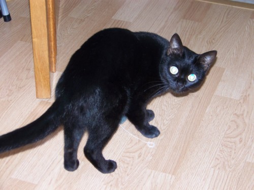 Maria Pipoca.jpg Maria Pipoca.jpg