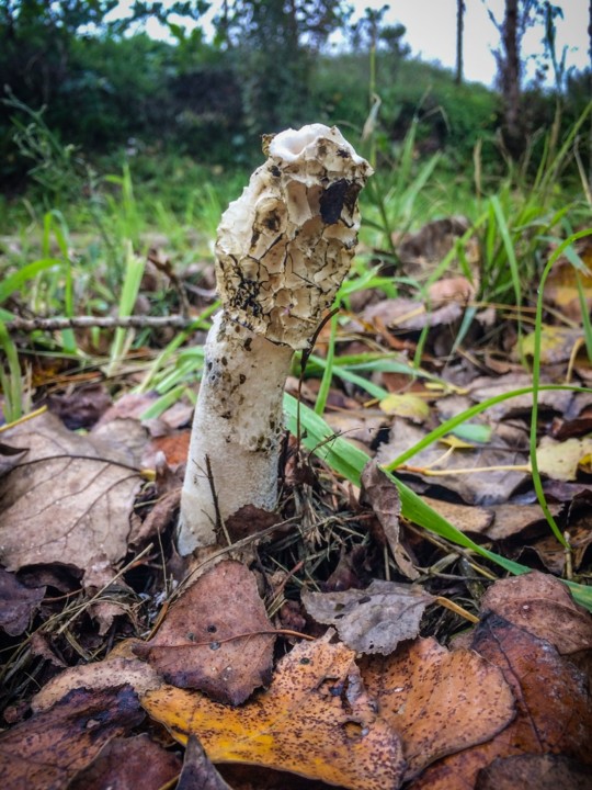 phallus impudicus 8.jpg