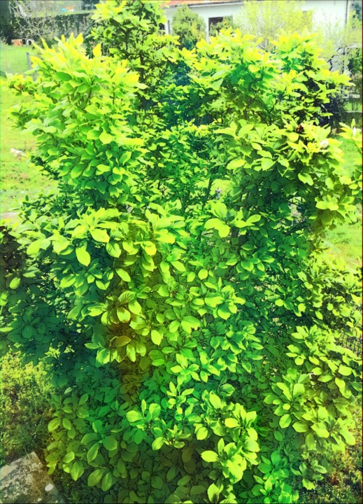 IMG_20200321_150951.jpg IMG_20200321_150951.jpg